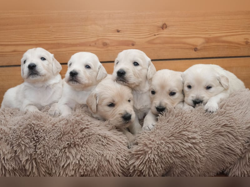 Golden Retriever Welpen - mit Ahnentafel