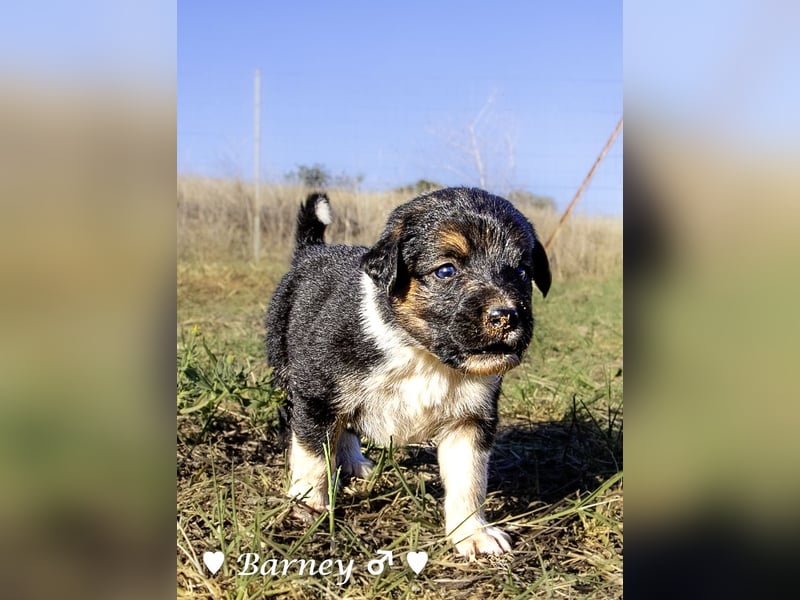 Sieben Goldie Mix und ihre Mutter  suchen ein Zuhause