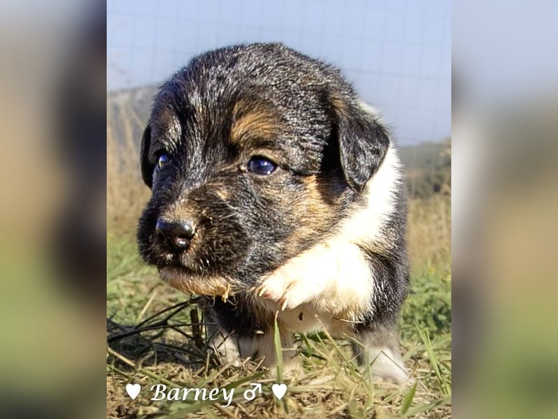 Sieben Goldie Mix und ihre Mutter  suchen ein Zuhause