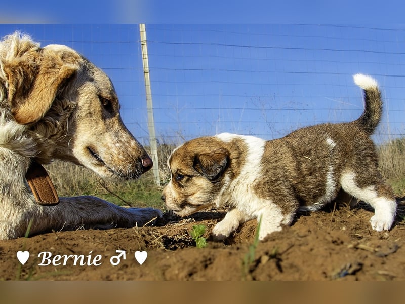 Sieben Goldie Mix und ihre Mutter  suchen ein Zuhause