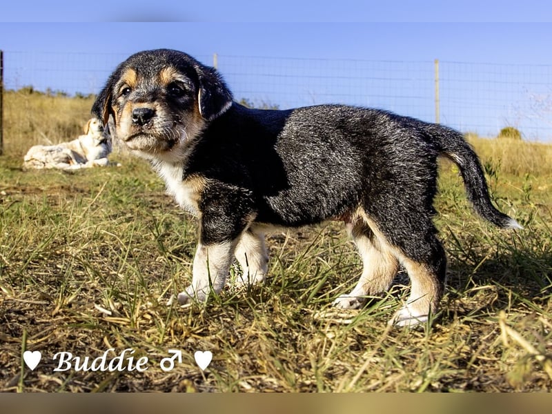 Sieben Goldie Mix und ihre Mutter  suchen ein Zuhause