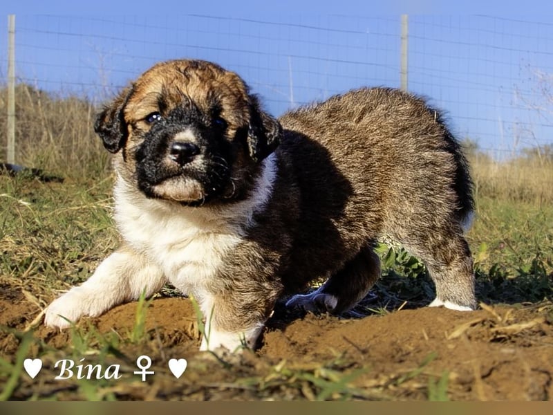 Sieben Goldie Mix und ihre Mutter  suchen ein Zuhause