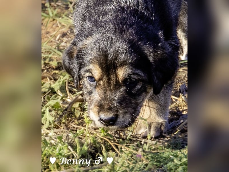 Sieben Goldie Mix und ihre Mutter  suchen ein Zuhause