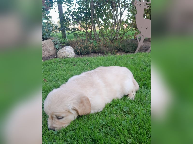 Goldenretrieverwelpen - 3 stramme Burschen suchen ein Zuhause