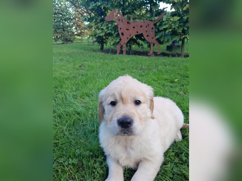 Goldenretrieverwelpen - 3 stramme Burschen suchen ein Zuhause