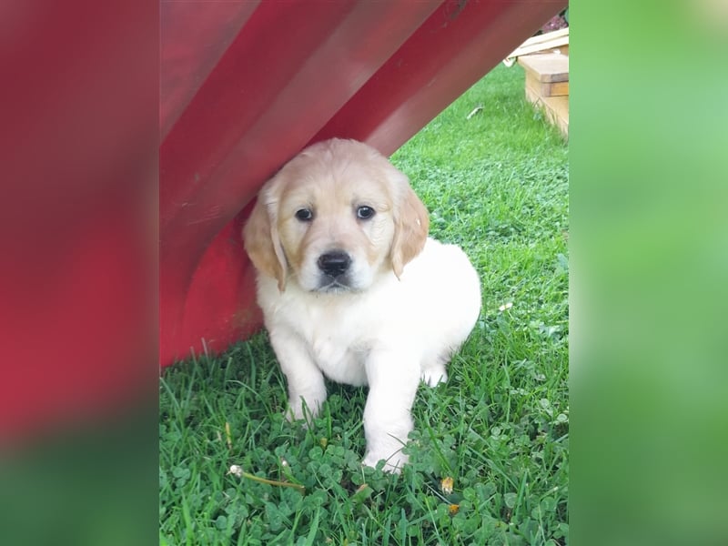 Goldenretrieverwelpen - 3 stramme Burschen suchen ein Zuhause