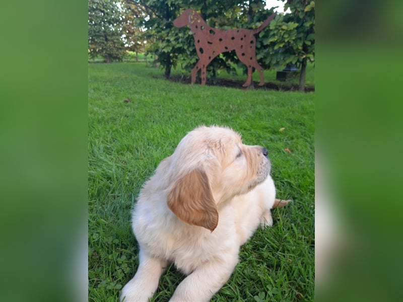 Goldenretrieverwelpen - 3 stramme Burschen suchen ein Zuhause