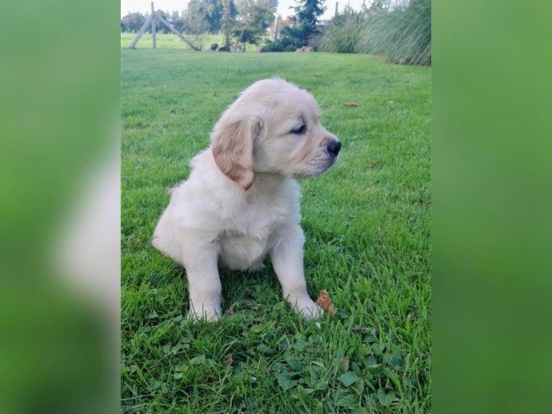 Goldenretrieverwelpen - 3 stramme Burschen suchen ein Zuhause