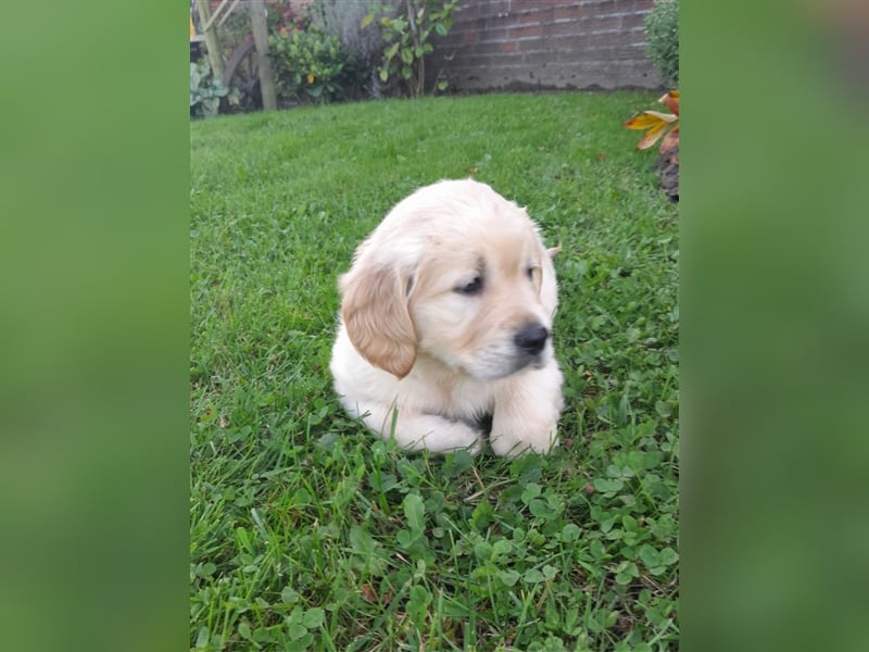 Goldenretrieverwelpen - 3 stramme Burschen suchen ein Zuhause