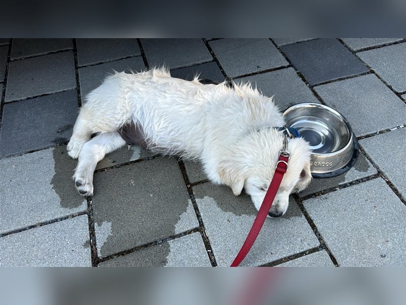 Wesensfeste leinenführige Golden Retriever Welpen mit Stammbaum