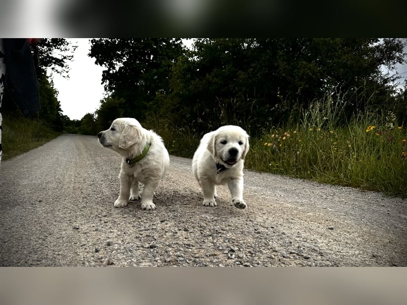 Wesensfeste leinenführige Golden Retriever Welpen mit Stammbaum