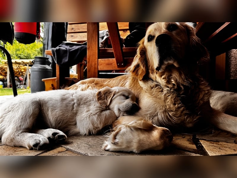 Wesensfeste leinenführige Golden Retriever Welpen mit Stammbaum