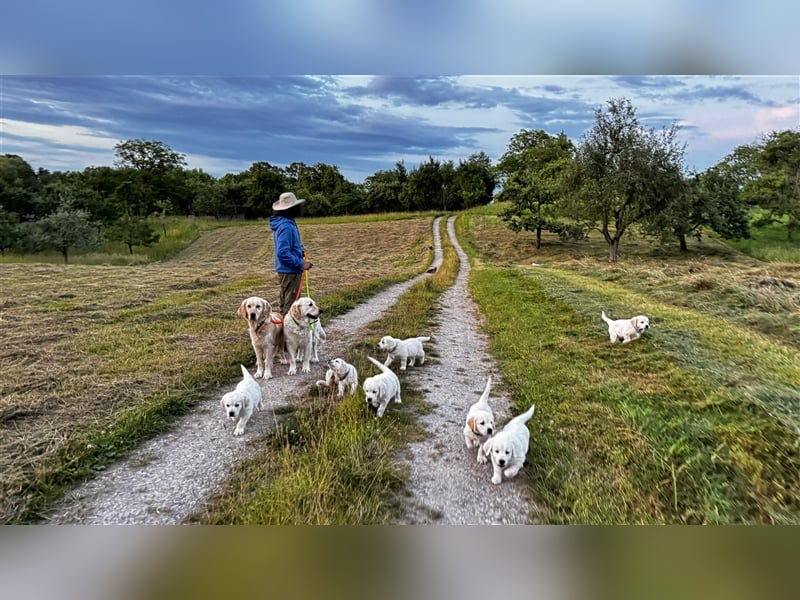 Wesensfeste leinenführige Golden Retriever Welpen mit Stammbaum