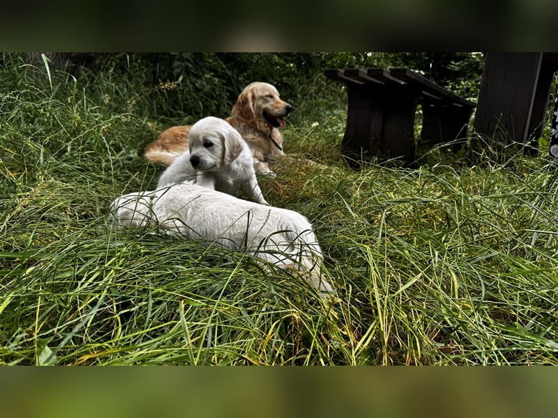 Wesensfeste leinenführige Golden Retriever Welpen mit Stammbaum