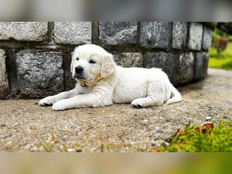 Wesensfeste leinenführige Golden Retriever Welpen mit Stammbaum