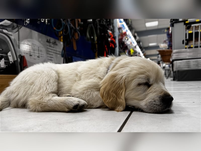 Wesensfeste leinenführige Golden Retriever Welpen mit Stammbaum