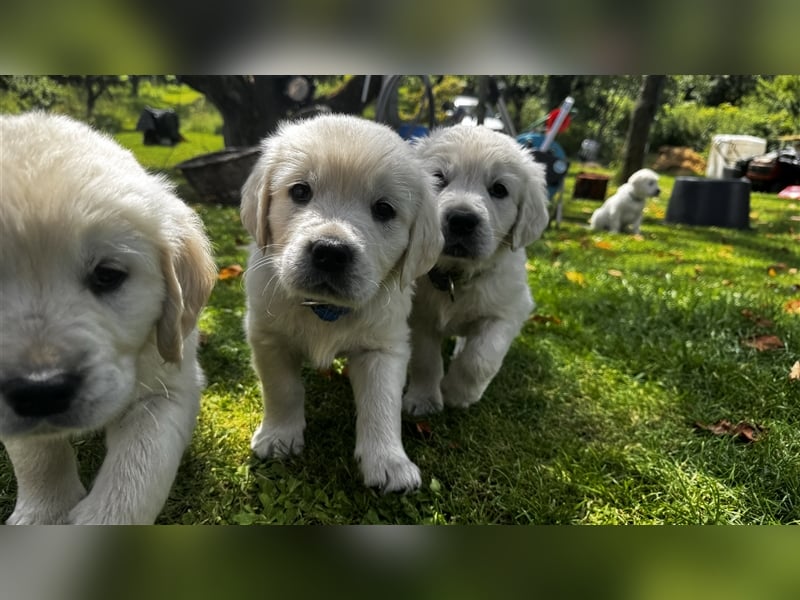 Wesensfeste leinenführige Golden Retriever Welpen mit Stammbaum