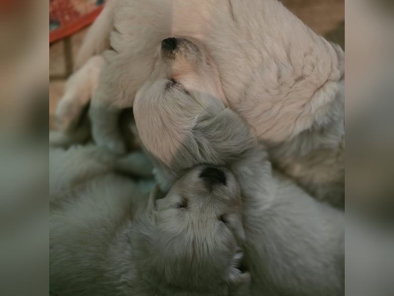 Golden Retriever Welpen suchen .....