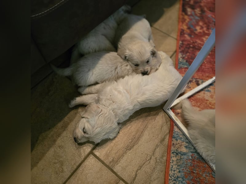 Golden Retriever Welpen suchen .....