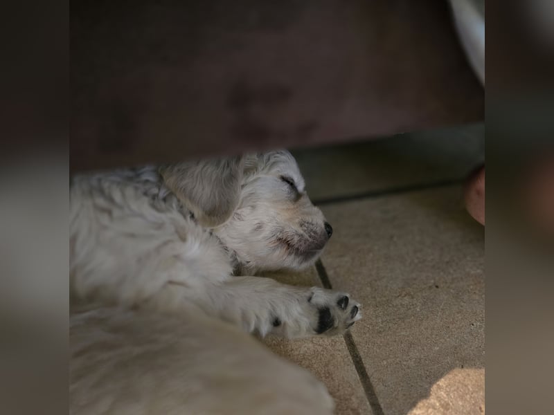 Golden Retriever Welpen suchen .....