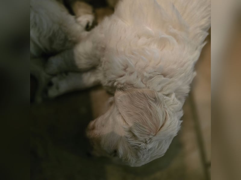 Golden Retriever Welpen suchen .....
