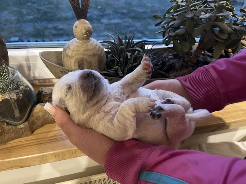 Golden Retriever Welpen aus excellenter Verpaarung