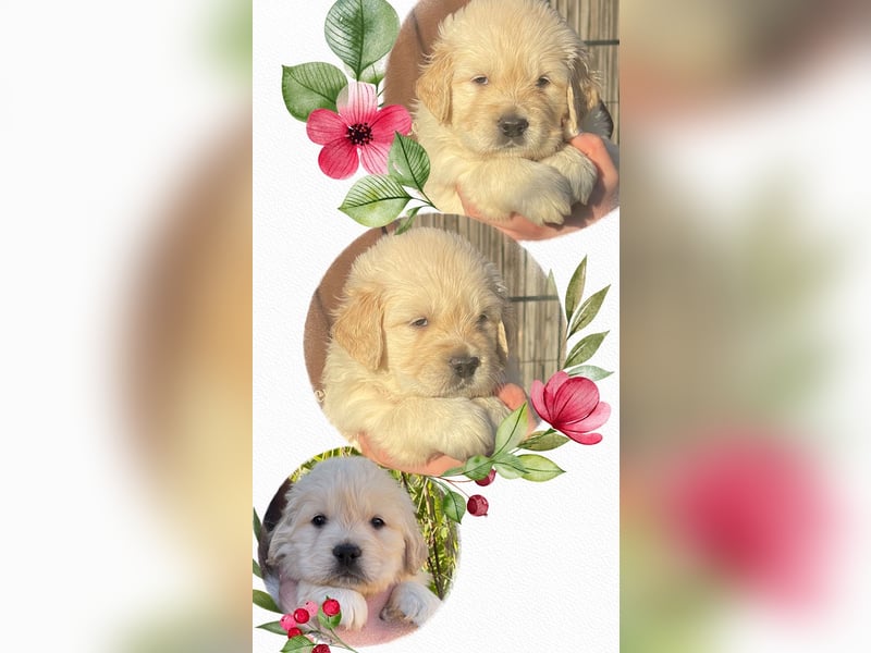 Golden Retriever Welpen aus excellenter Verpaarung