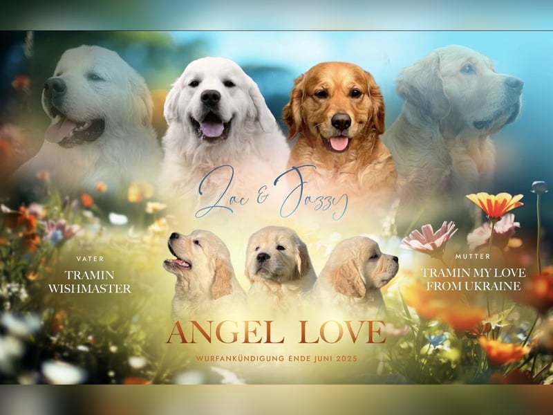 Golden Retriever Welpen aus excellenter Verpaarung