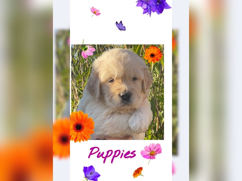 Golden Retriever Welpen aus excellenter Verpaarung