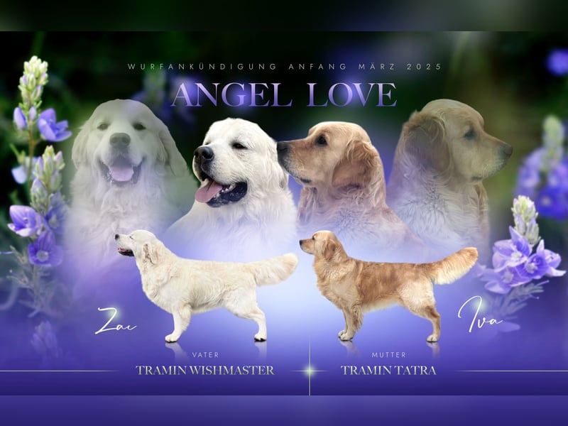 Golden Retriever Welpen aus excellenter Verpaarung