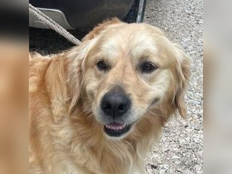Sam, Golden Retriever