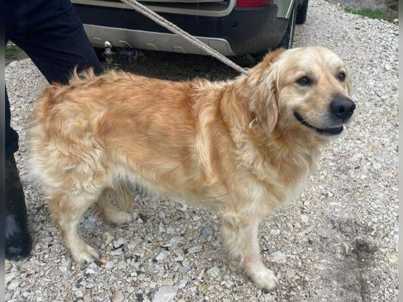 Sam, Golden Retriever