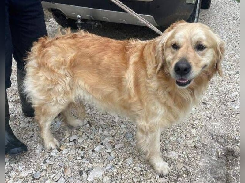 Sam, Golden Retriever