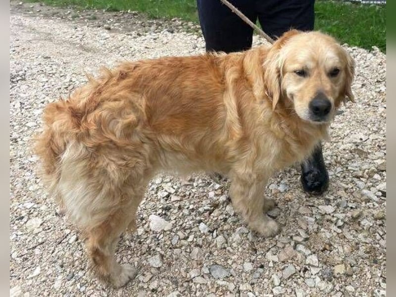 Sam, Golden Retriever