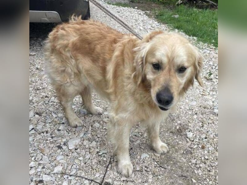 Sam, Golden Retriever