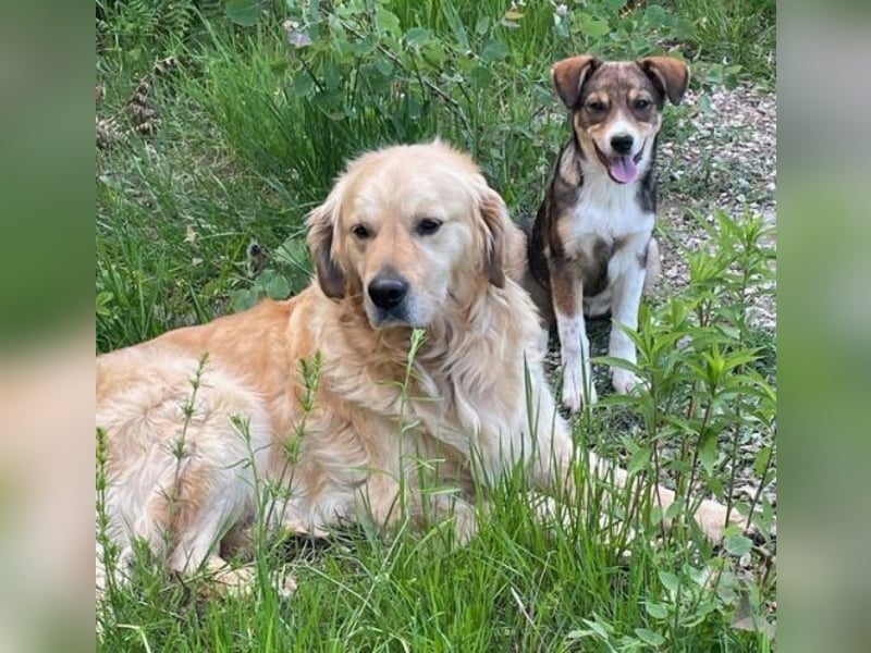 Sam, Golden Retriever