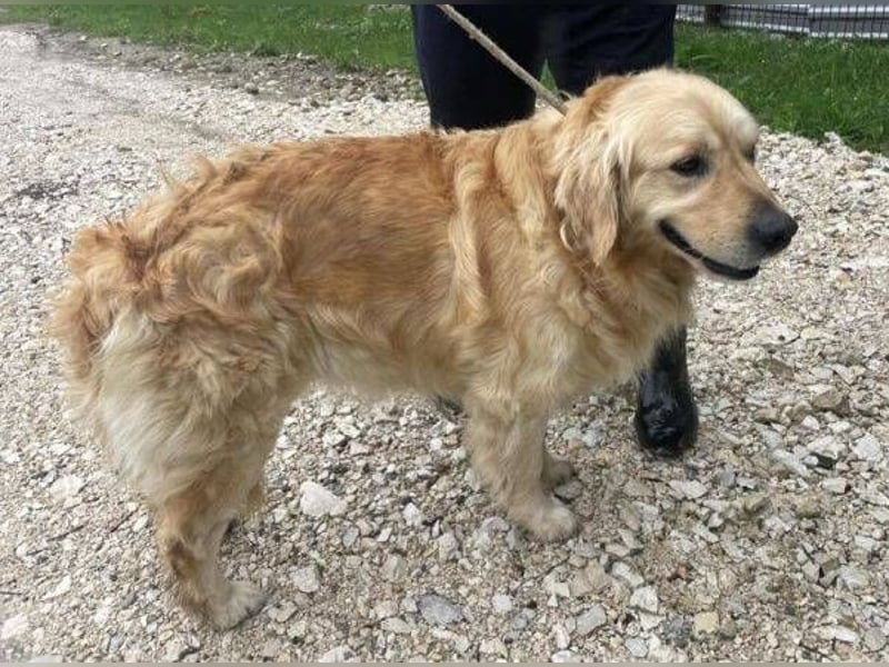 Sam, Golden Retriever