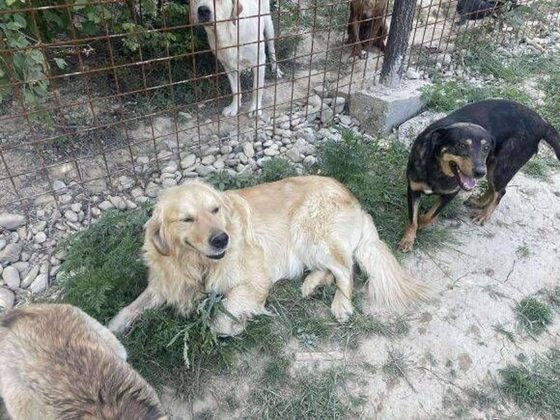 Sam, Golden Retriever