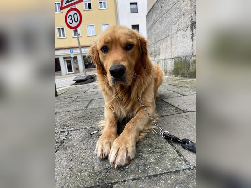 Milo Dark Golden Retriever Rüde katzenverträglich sucht erfahrenes Zuhause