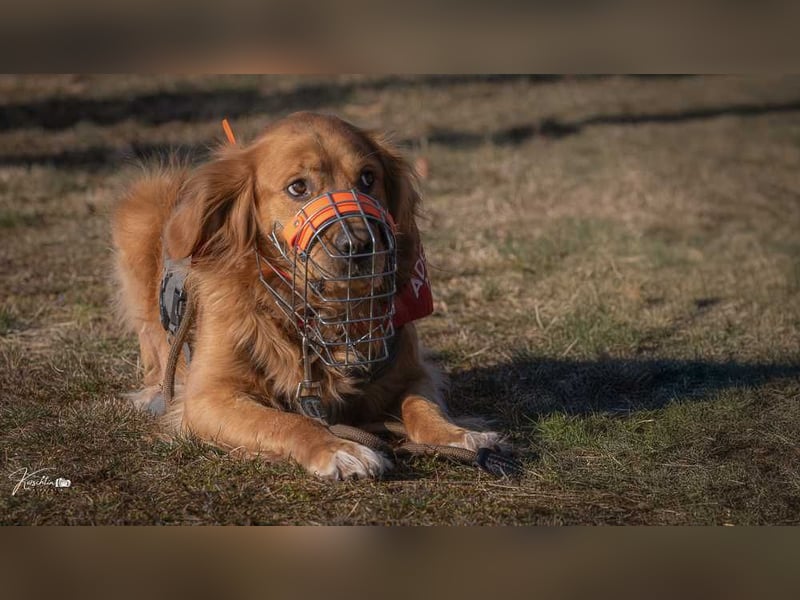 Milo Dark Golden Retriever Rüde katzenverträglich sucht erfahrenes Zuhause