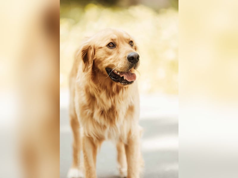 Milo Dark Golden Retriever Rüde katzenverträglich sucht erfahrenes Zuhause
