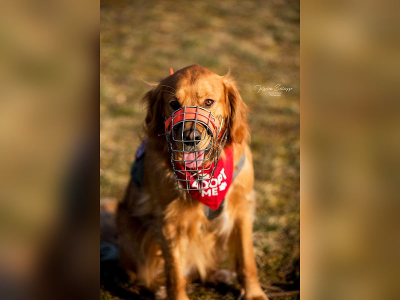 Milo Dark Golden Retriever Rüde katzenverträglich sucht erfahrenes Zuhause