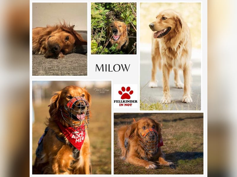 Milo Dark Golden Retriever Rüde katzenverträglich sucht erfahrenes Zuhause