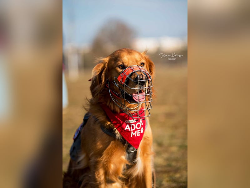 Milo Dark Golden Retriever Rüde katzenverträglich sucht erfahrenes Zuhause