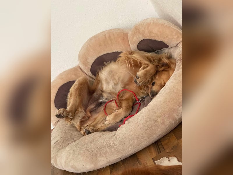 Milo Dark Golden Retriever Rüde katzenverträglich sucht erfahrenes Zuhause