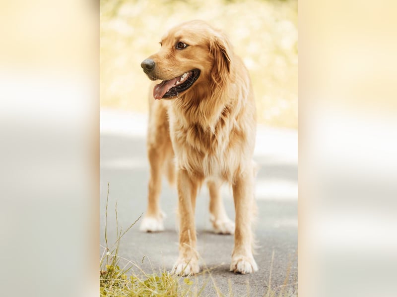 Milo Dark Golden Retriever Rüde katzenverträglich sucht erfahrenes Zuhause