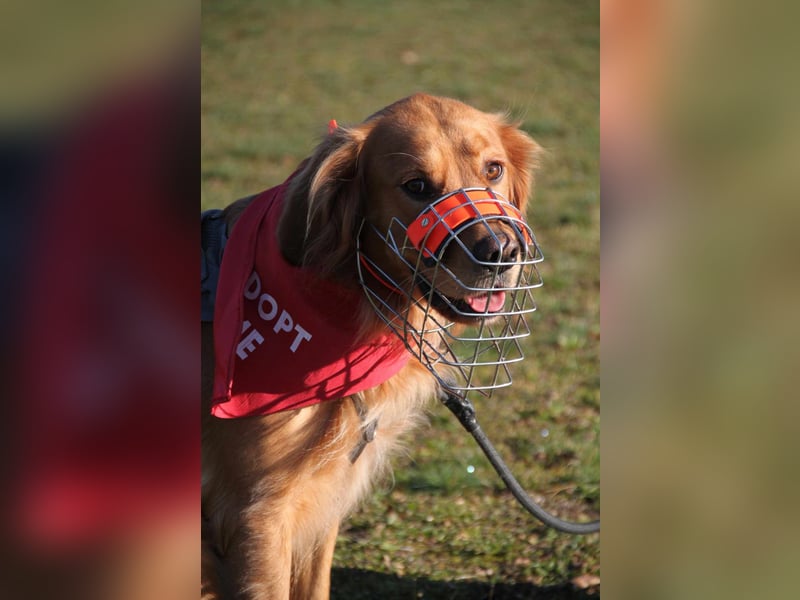 Milo Dark Golden Retriever Rüde katzenverträglich sucht erfahrenes Zuhause