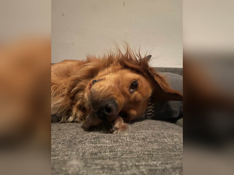 Milo Dark Golden Retriever Rüde katzenverträglich sucht erfahrenes Zuhause
