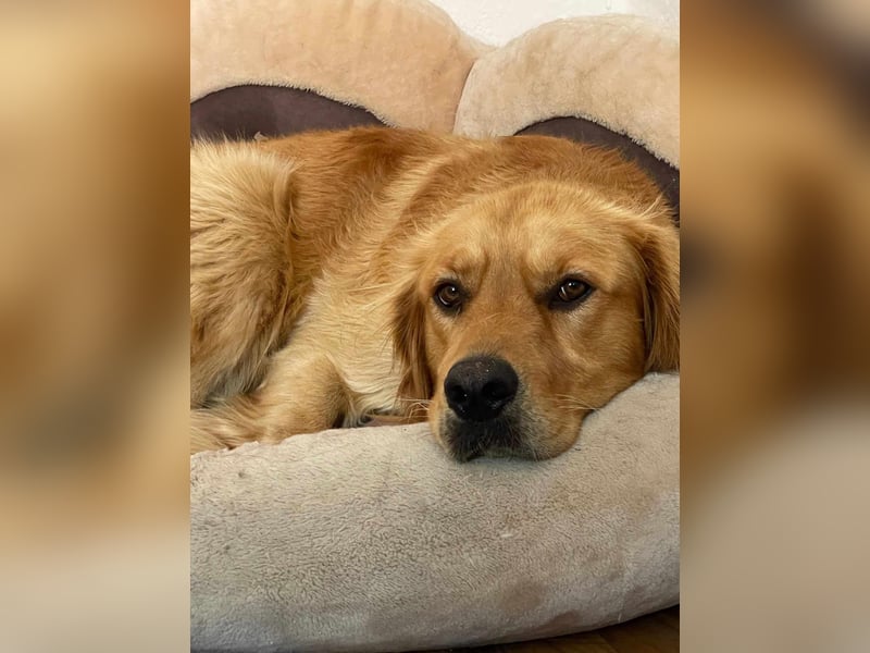 Milo Dark Golden Retriever Rüde katzenverträglich sucht erfahrenes Zuhause