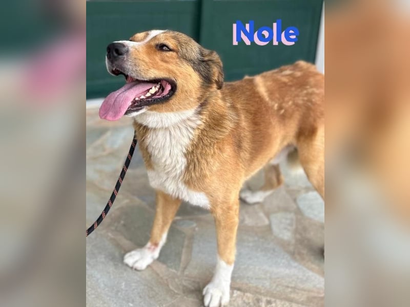 Nole ,geb.01/2022  - Goldi-Mix sucht seine Familie